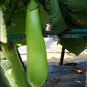 'Green Dragon' Long Eggplant Seeds