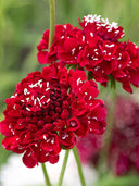 Scabiosa Atropurpurea, Red