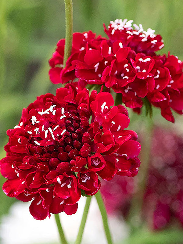 Scabiosa Atropurpurea, Red