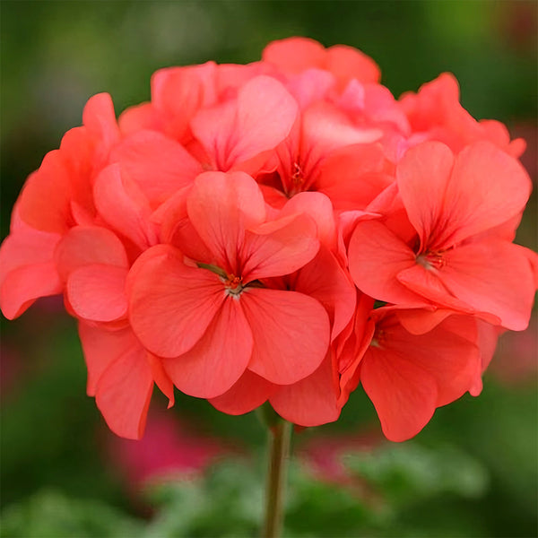 Geranium Seeds - Hrizon Coral Spice