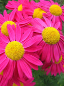 Chrysanthemum, Robinson's Mix