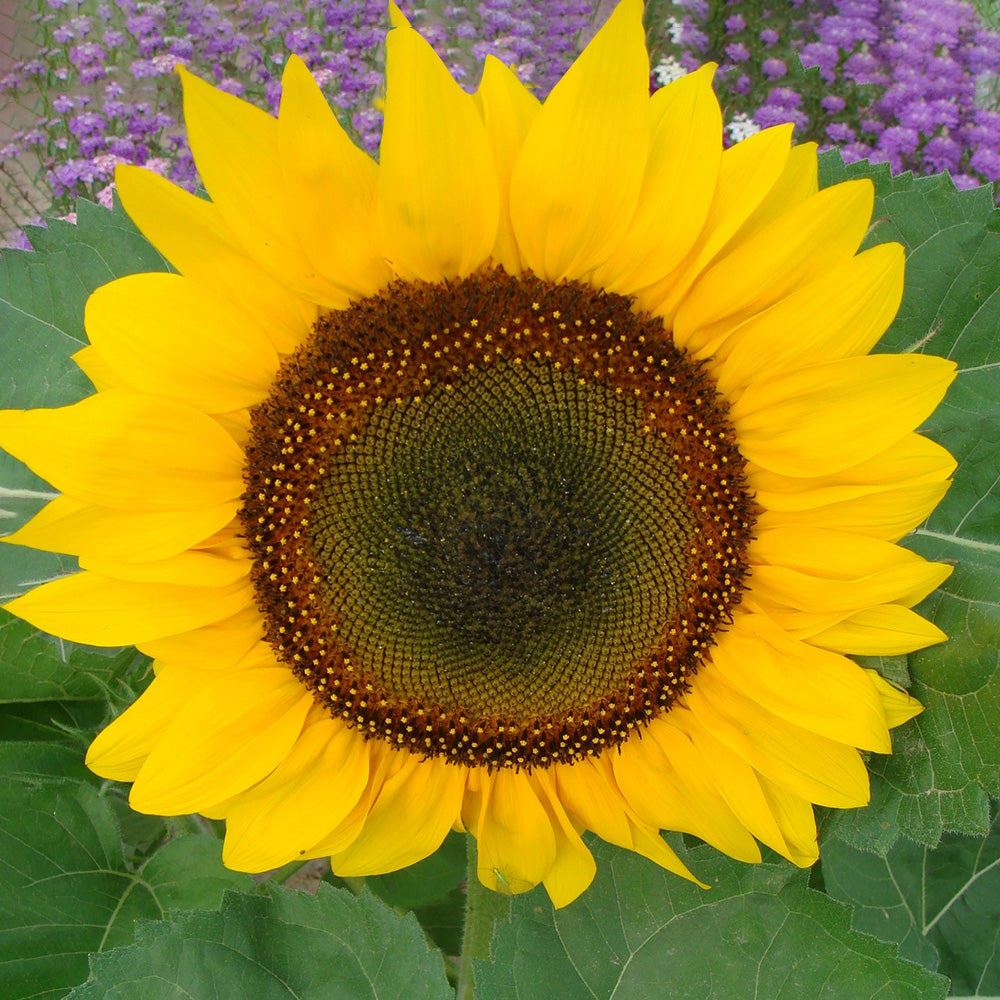 Golden-Brown Sunflower Seeds (60cm)