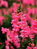 Tall Snapdragon, Pink