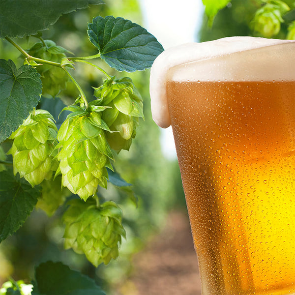Hop Seeds, Pack of 10