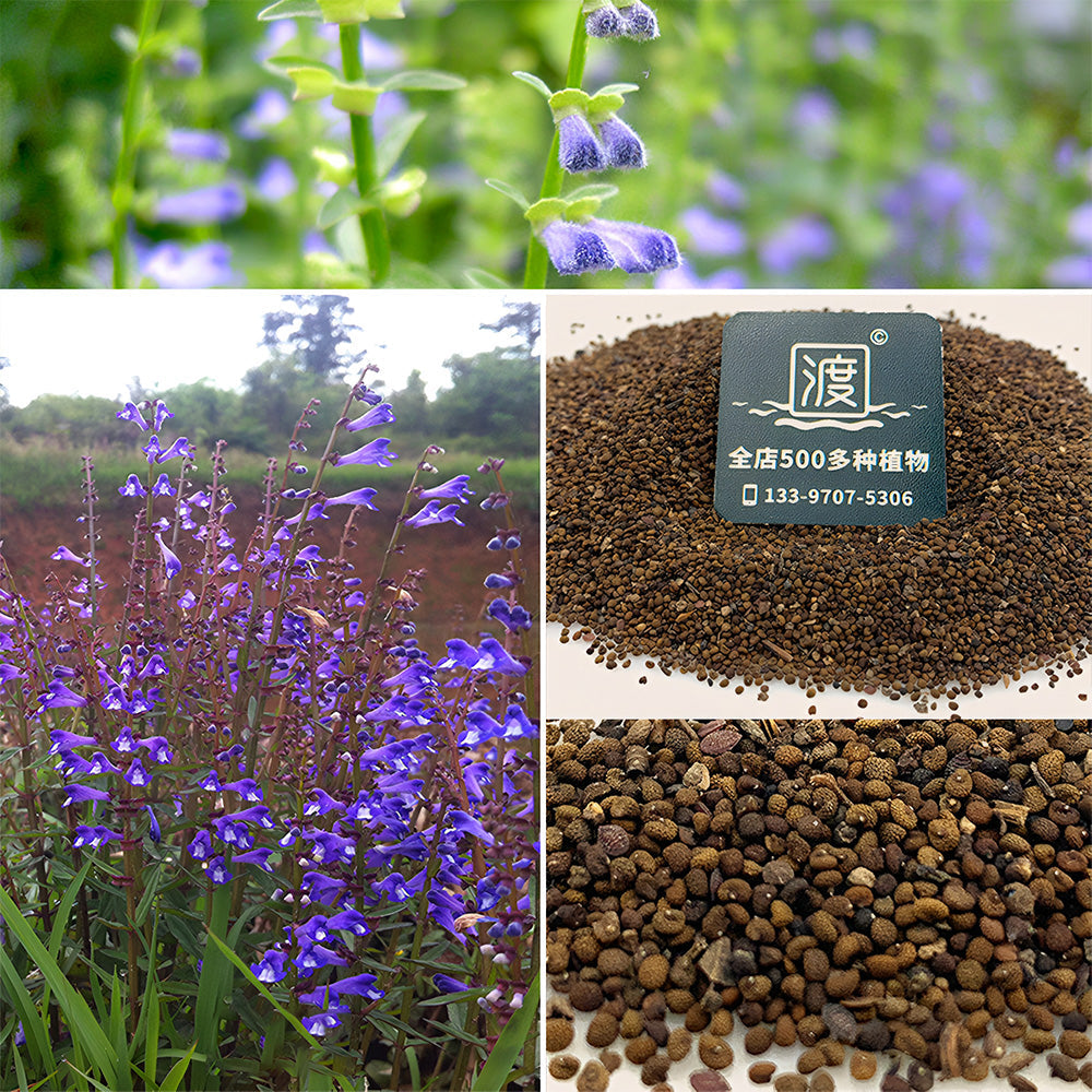 Barbed Skullcap Seeds