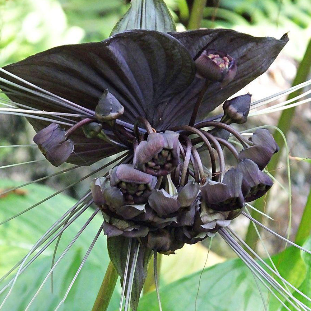 Tacca Chantrieri Seeds (5 Seeds)