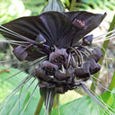 Tacca Chantrieri Seeds (5 Seeds)