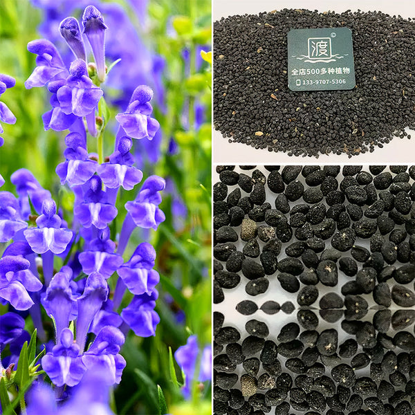 Chinese Skullcap Seeds