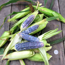 Kids' Choice: 4 Baby Blue Jade Corn Seeds