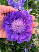 Scabiosa caucasica 'Fama Deep Blue'