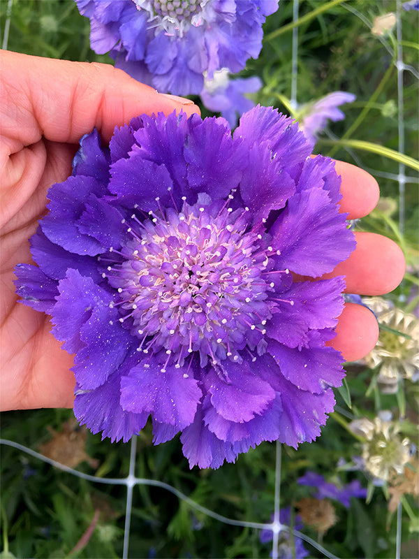 Scabiosa caucasica 'Fama Deep Blue'