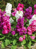 Dwarf Matthiola Incana, Mixed