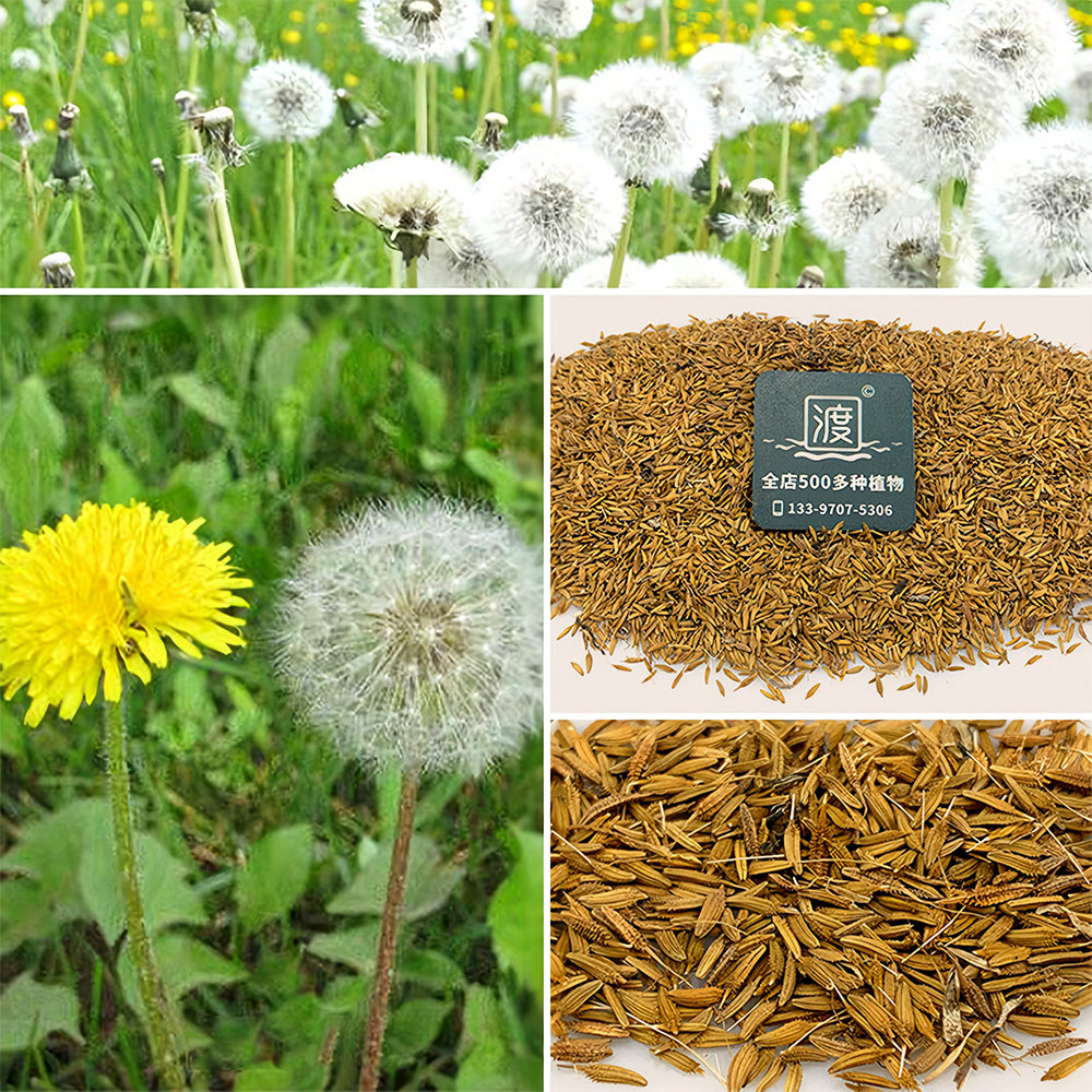 Yellow Dandelion Seeds