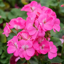 Geranium Seeds - Landscaper Pink F1