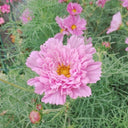 Cosmos bipinnatus 'Double Click Rose Bonbon'