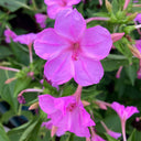 Four O'clock Flower (Mirabilis jalapa) Seeds