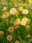 Scabiosa 'Fata Morgana'