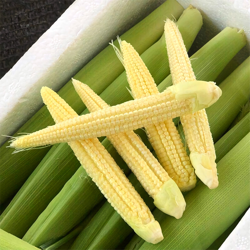 F1 Sweet Baby Corn Seeds, Pkt of 50