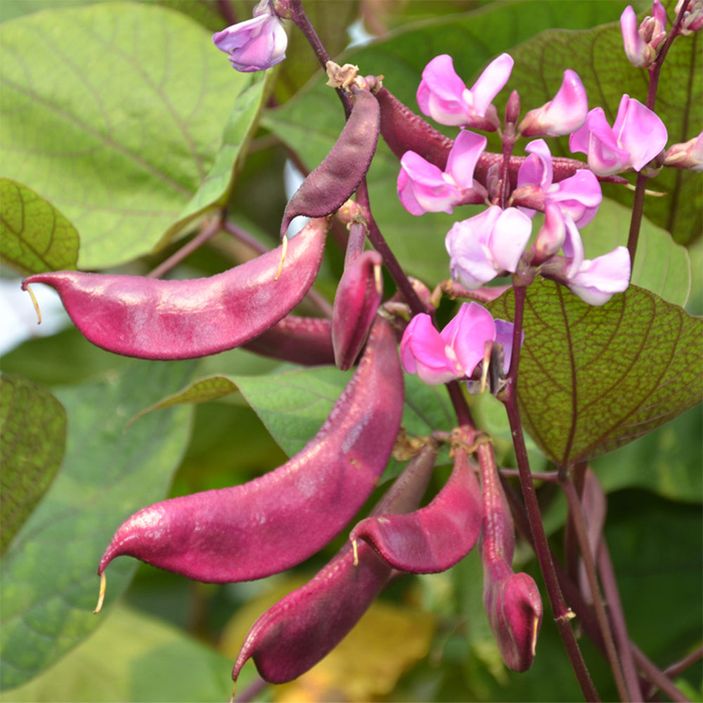 Fresh Purple-Red Hyacinth Bean