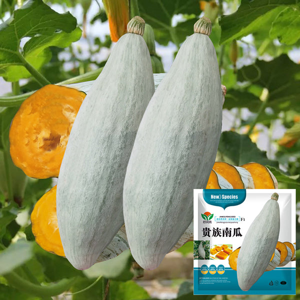 Noble Pumpkin Hybrid Seeds