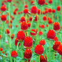 Vibrant Globe Amaranth Seeds