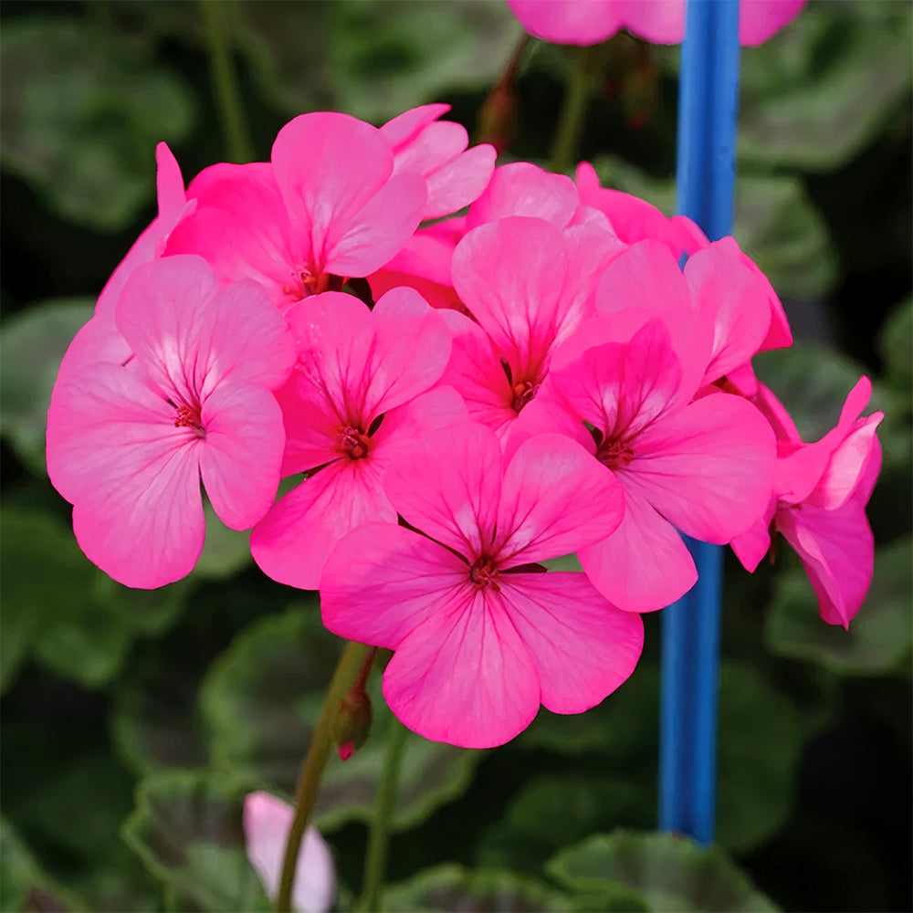 Geranium Seeds - Horizon Neon Rose Hybrid F1