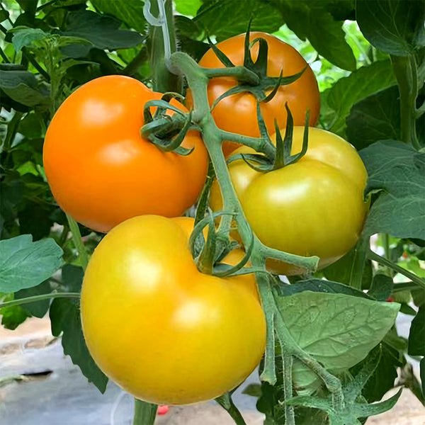 'Imperial Concubine' Yellow Tomato