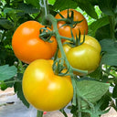 'Imperial Concubine' Yellow Tomato