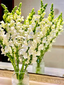 Tall Snapdragon, White