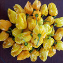 Hybrid F1 Yellow Devil Pepper