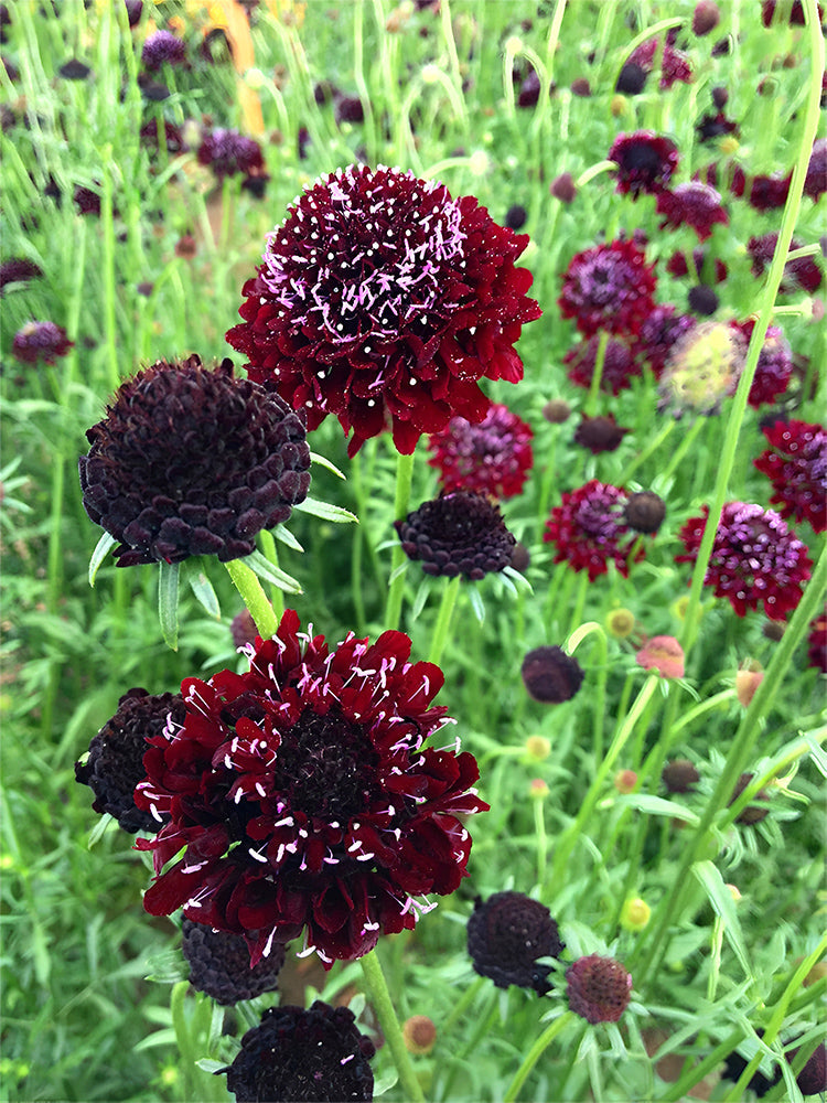 Scabiosa Atropurpurea, Black