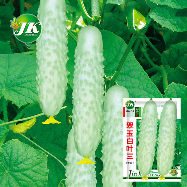 White Cucumber Seeds with Thorns