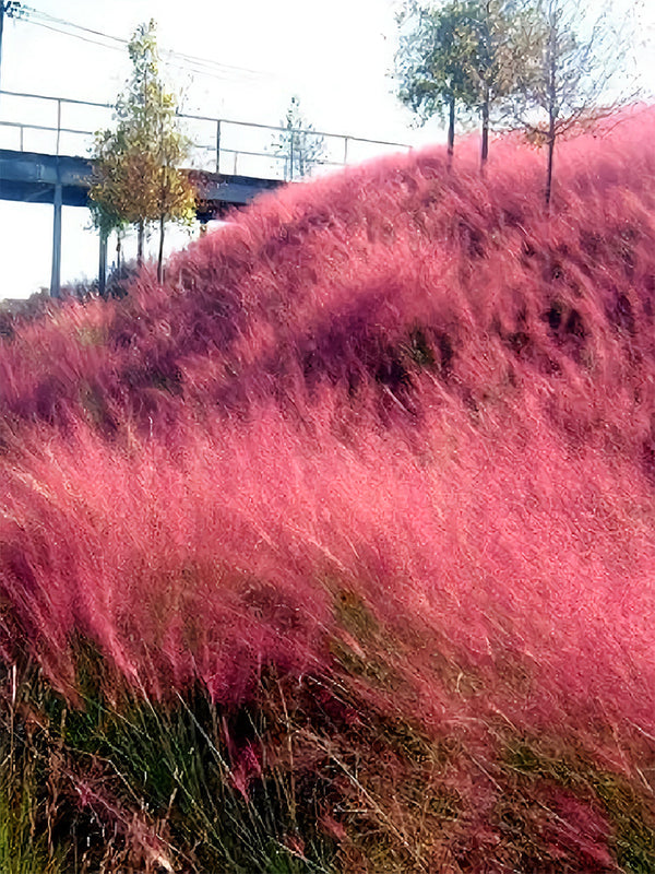 Pink Muhly Grass