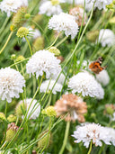 Scabiosa Atropurpurea, White