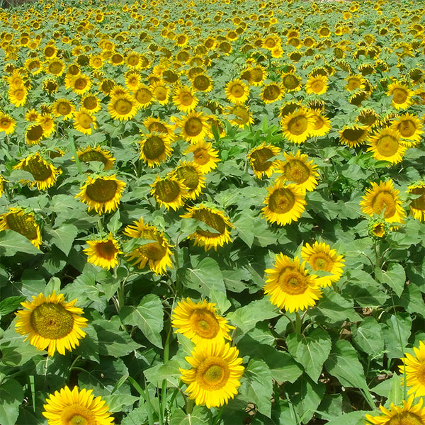 Sunflower F1 Seeds (35cm)