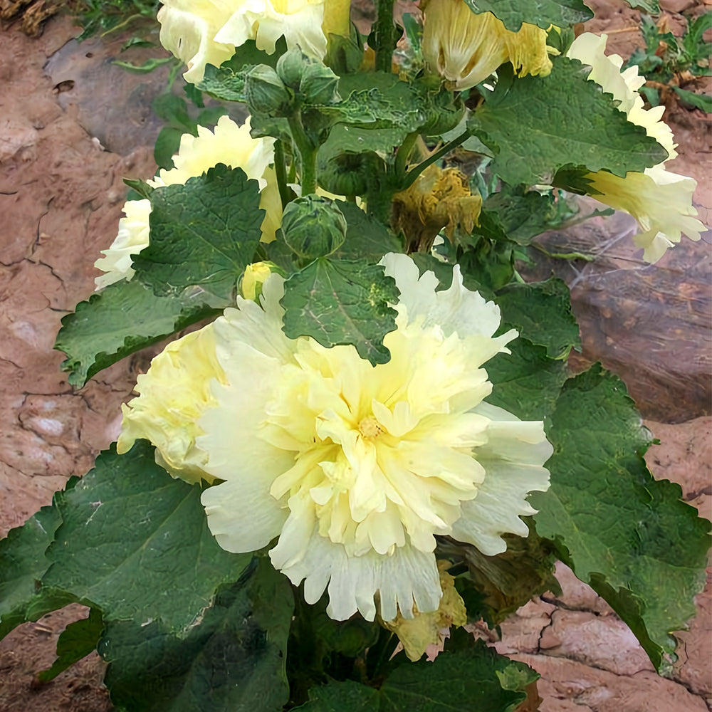 Alcea 'Junle Lemon'