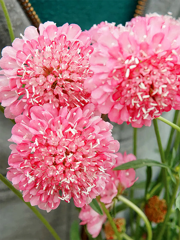 Scabiosa 'Salmon Pink'