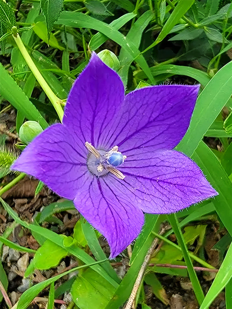 Ballon Flower, Blue