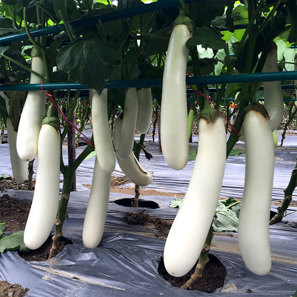 White Long Eggplant Seeds