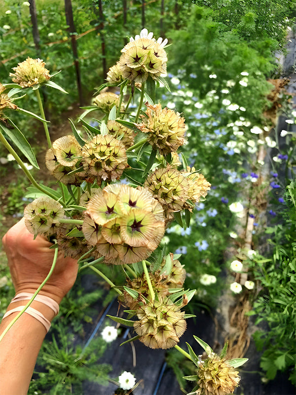 Scabiosa stellata