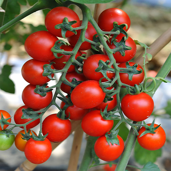 'Waterfall' Tomato