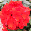 Red Geranium Seeds - Landscaper Red  F1