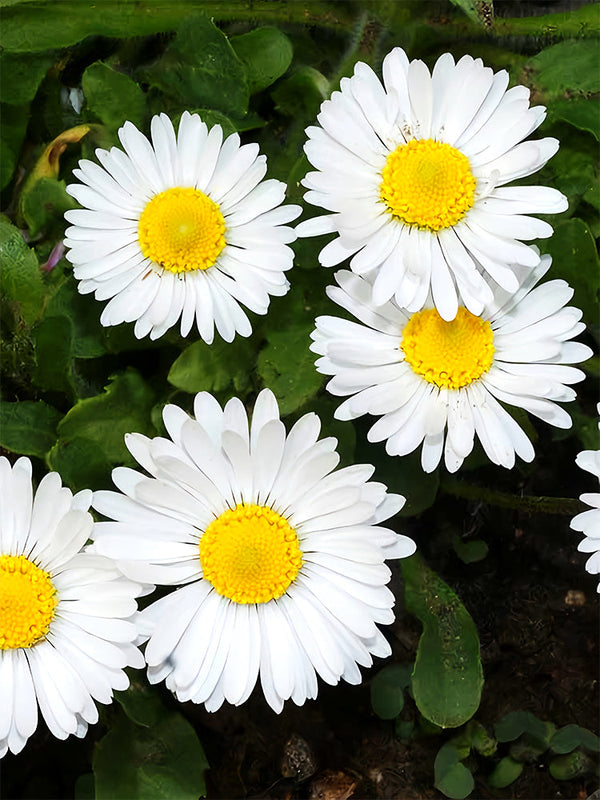 Mid Sing Common Daisy, White