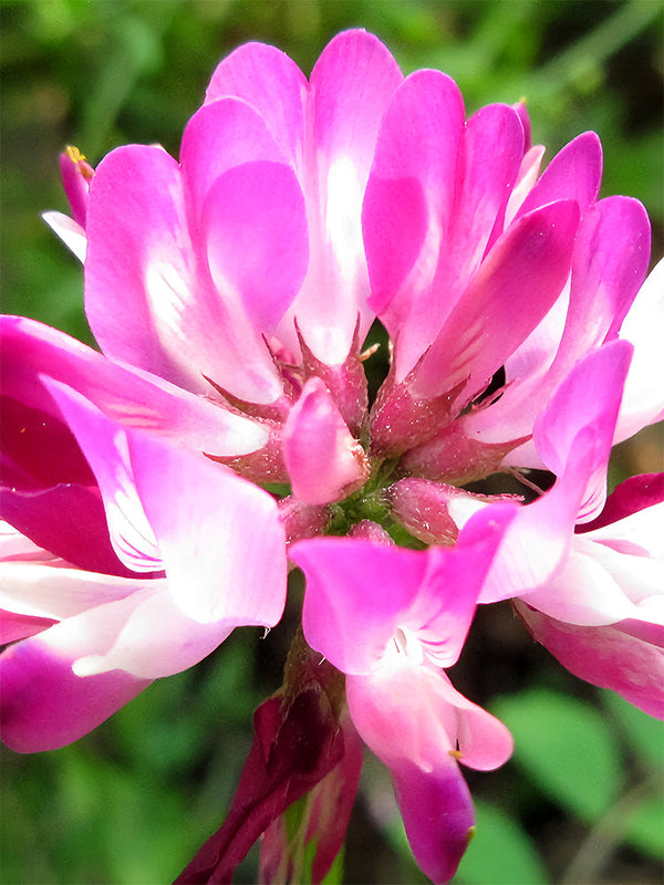 Chinese Milk Vetch