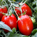 Top-Performing Salad Tomato