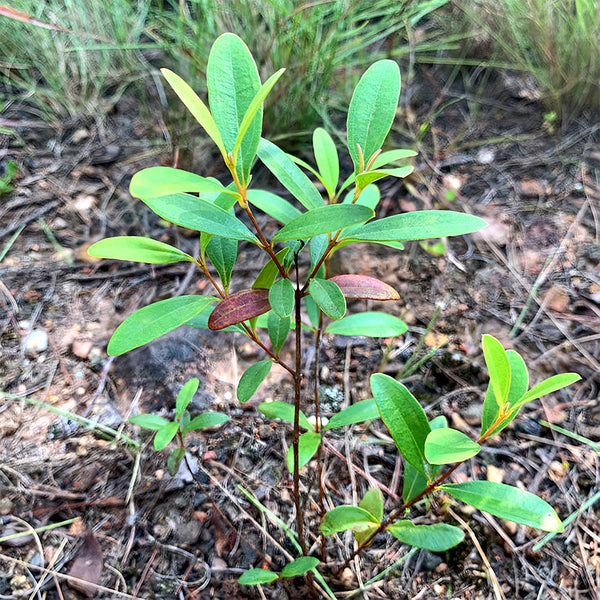 Rhodomyrtus Tomentosa