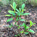 Rhodomyrtus Tomentosa