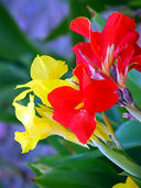 Canna Indica, Mixed