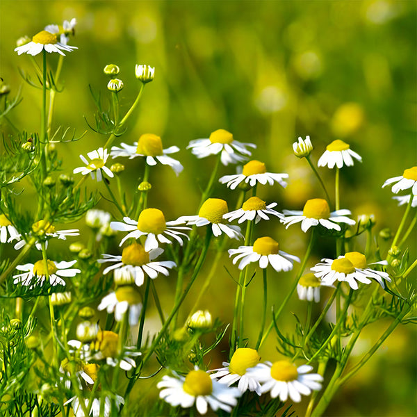 Hardy Chamomile Seeds with Invigorating Aroma - Thrives in Varied Soils