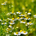 Hardy Chamomile Seeds with Invigorating Aroma - Thrives in Varied Soils